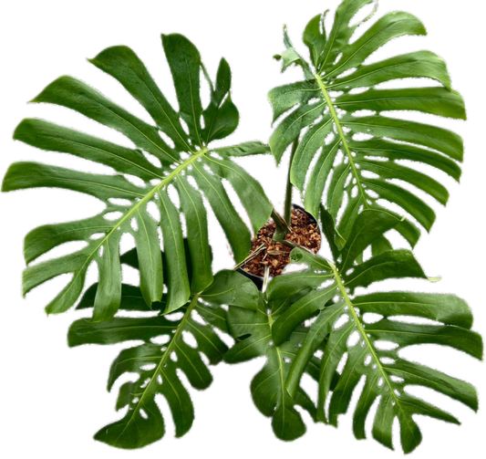 Monstera deliciosa NoID – Exact Plant Available