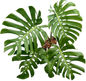Monstera deliciosa NoID – Exact Plant Available