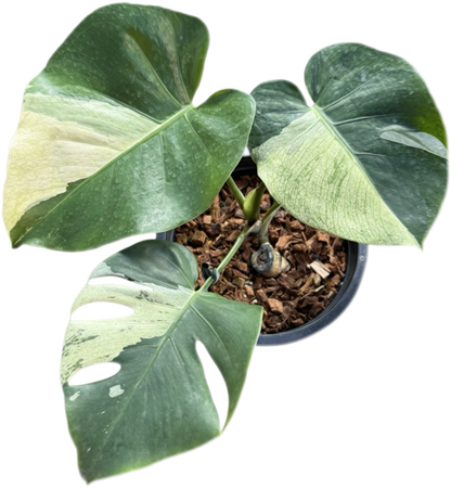 Monstera Deliciosa “White Tear” Variegated – Rare & Exact Plant Available