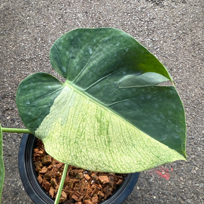 Monstera Deliciosa “White Tear” Variegated – Rare & Exact Plant Available