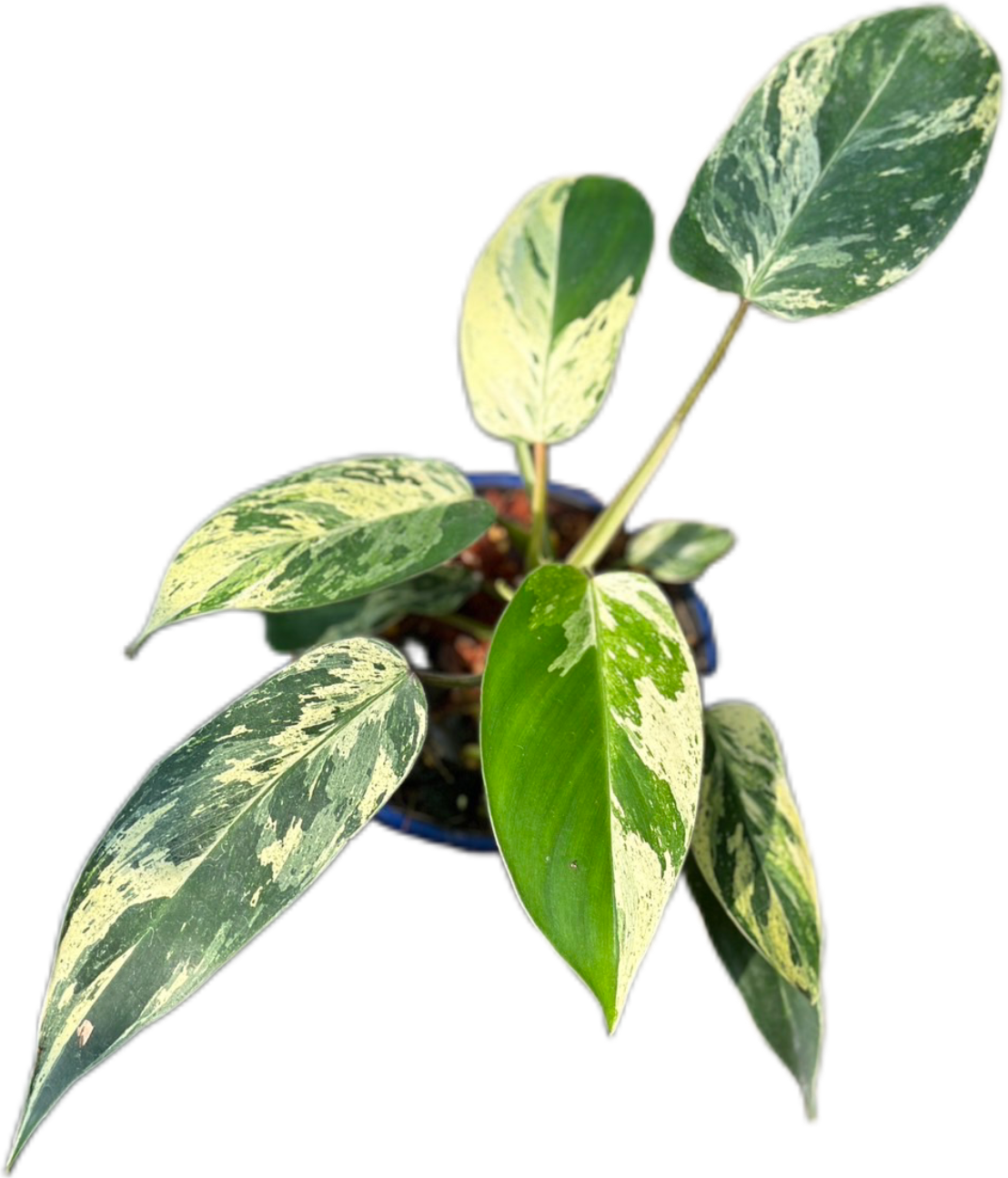 Philodendron Emerald Queen Variegated