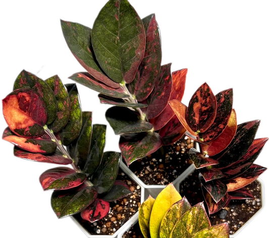 Zamioculcas zamiifolia Black Pink Variegated