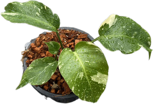 Monstera Deliciosa NoID – Exact Plant Available