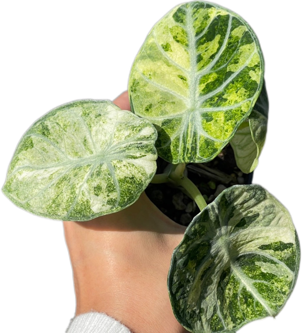 その他観葉植物 Alocasia Black Velvet ninja splash NO4 Alocasia Black Velvet Ninja Splash – FloristaPearl Garden
