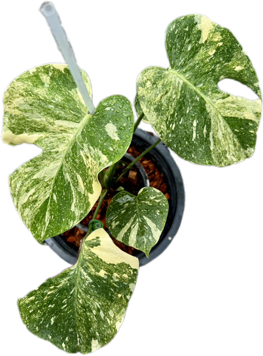 Monstera deliciosa “No ID” Variegated – Rare Exact Plant Available