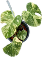 Monstera deliciosa “No ID” Variegated – Rare Exact Plant Available