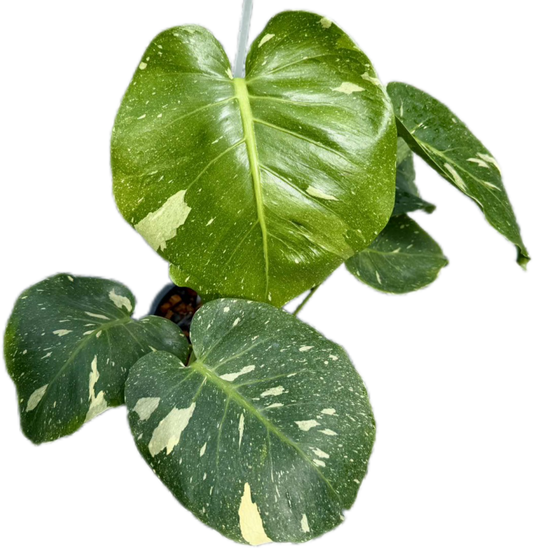 Monstera deliciosa “No ID” Variegated – Rare Exact Plant for Collectors
