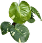 Monstera deliciosa “No ID” Variegated – Rare Exact Plant for Collectors