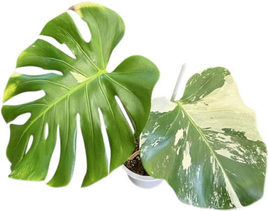 Monstera deliciosa “No ID” Variegated – Exact Rare Collector’s Plant