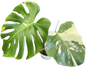 Monstera deliciosa “No ID” Variegated – Exact Rare Collector’s Plant