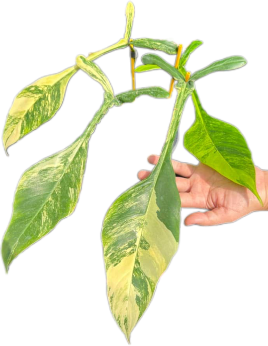 Philodendron Joepii Variegated