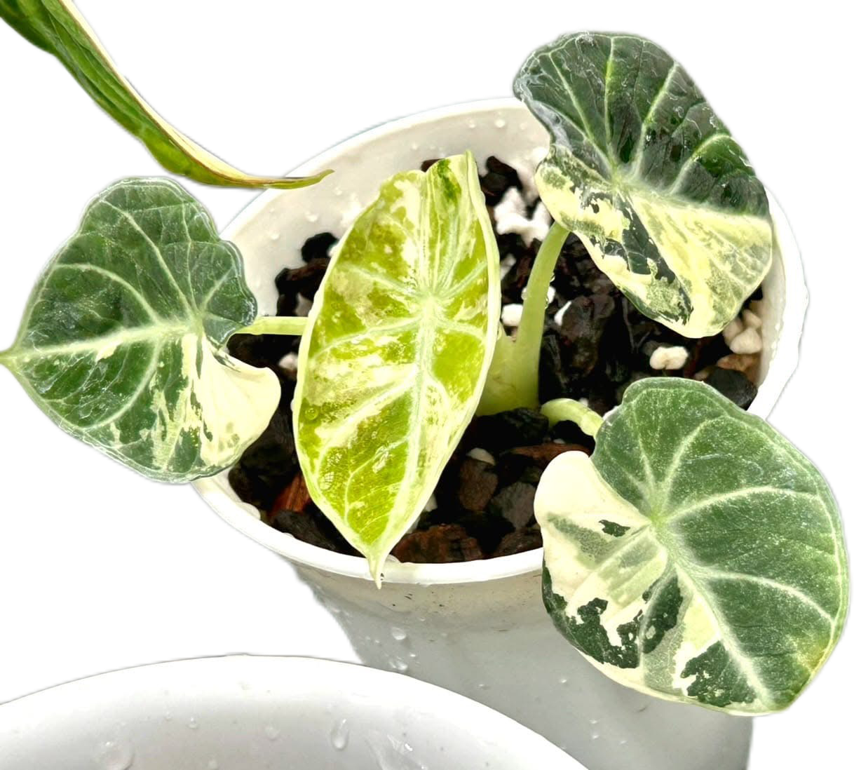 その他観葉植物 Alocasia Black Velvet ninja splash NO4 Alocasia Black Velvet Ninja Splash – FloristaPearl Garden