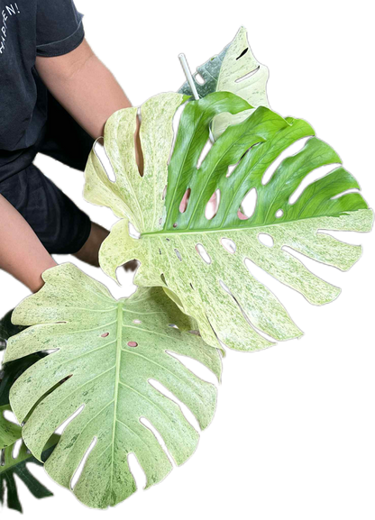 Monstera deliciosa “White Tear” Variegated – Exact Actual Plant