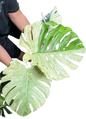 Monstera deliciosa “White Tear” Variegated – Exact Actual Plant