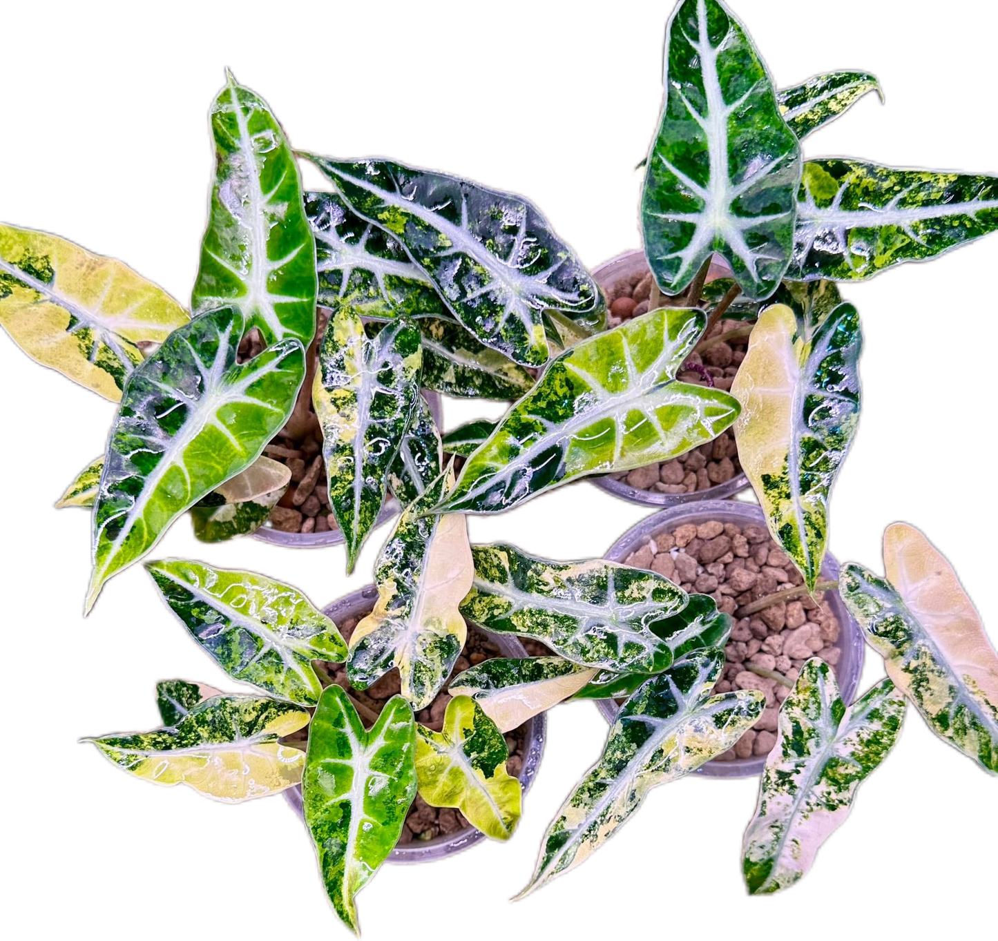 Alocasia Bambino Aurea Variegated