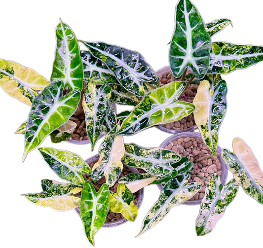 Alocasia Bambino Aurea Variegated