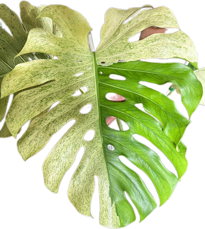 Monstera deliciosa “White Tear” Variegated – Exact Actual Plant