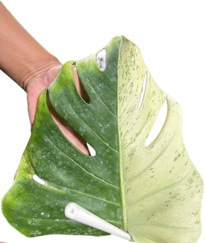 Monstera deliciosa “White Tear” Variegated – Exact Actual Plant