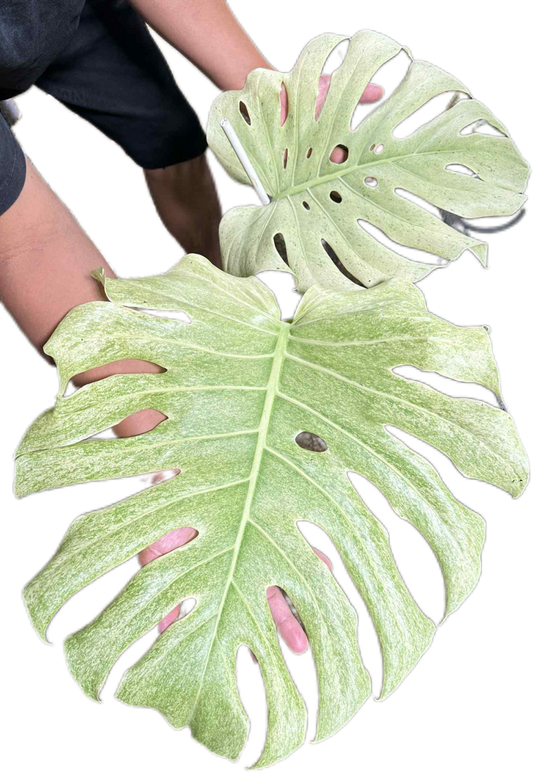 Monstera deliciosa “White Tear” Full Mint Variegated – Exact Actual Plant