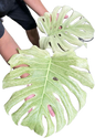 Monstera deliciosa “White Tear” Full Mint Variegated – Exact Actual Plant