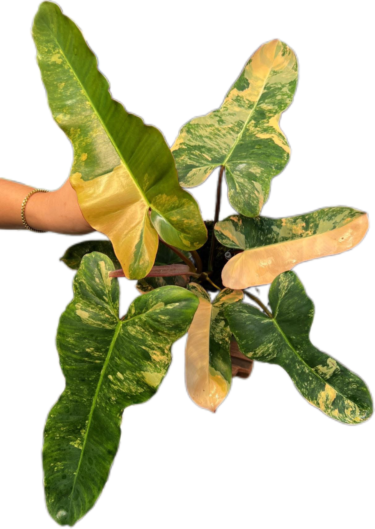 Rare Philodendron Brown Beauty Variegated ( FB x Brown Billi)