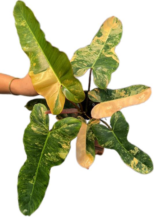 Rare Philodendron Brown Beauty Variegated ( FB x Brown Billi)