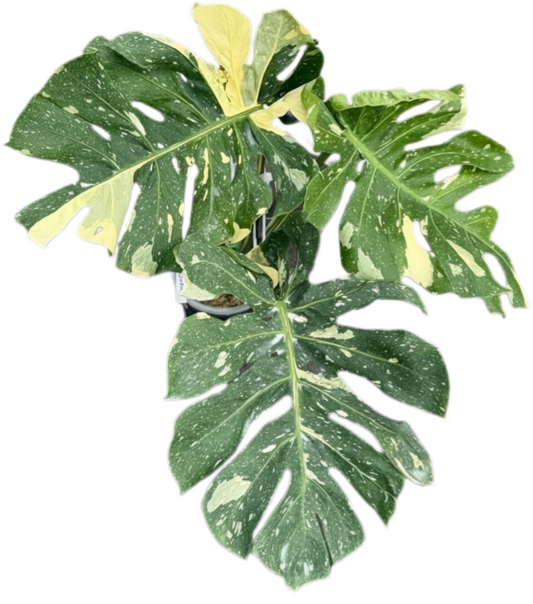 Monstera deliciosa “Scorpion ” Variegated – Exact Actual Plant