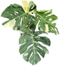 Monstera deliciosa “Scorpion ” Variegated – Exact Actual Plant