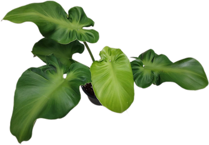 Philodendron Rugosum – Wholesale Set of 10 Plants