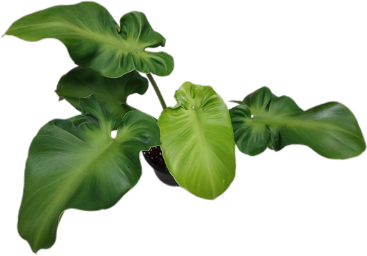 Philodendron Rugosum – Wholesale Set of 10 Plants