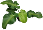 Philodendron Rugosum – Wholesale Set of 10 Plants